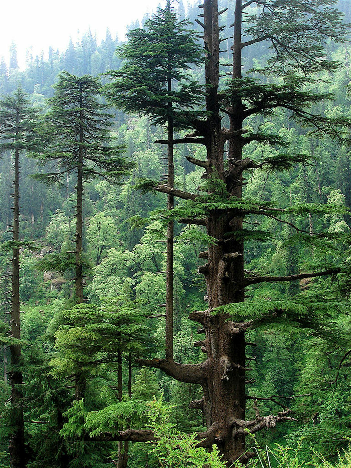 Himalayan Mixed Forests & Grasslands (IM5)